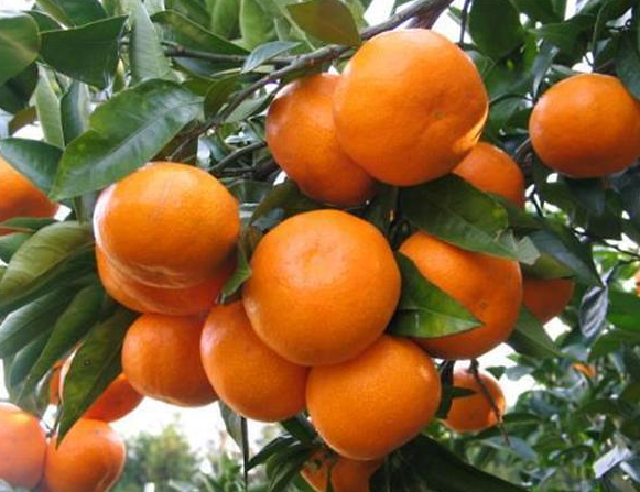 감귤(Citrus)